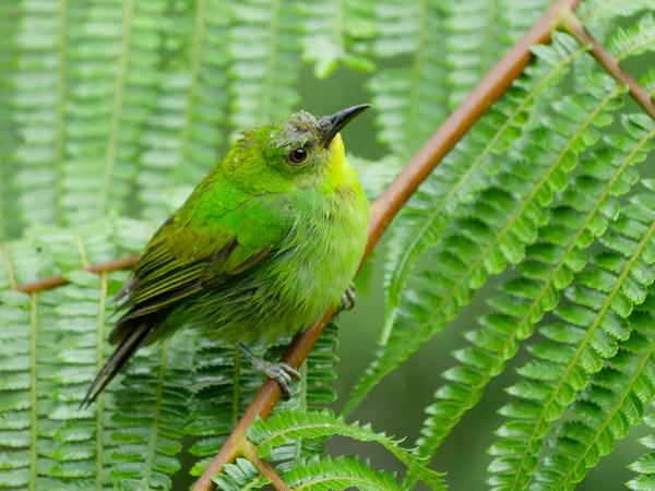 <h3>Chlorophanes spiza / Green honeycreeper / Groene suikervogel</h3>OM-1 Mark II with OLYMPUS M.150-400mm F4.5, 1/640 sec at F4.5, ISO 10000, distance 5.32 m